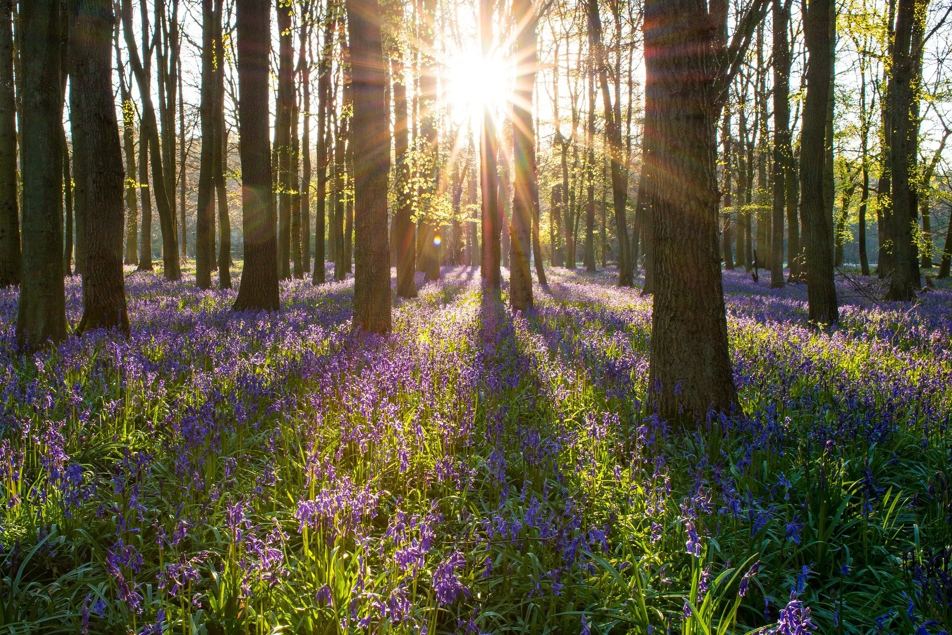 bluebells in forest with sun shining