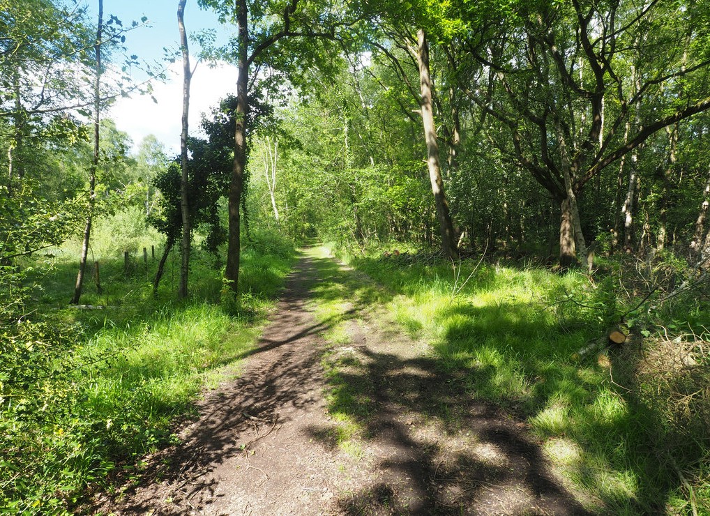 Thetford Forest path with blue skies and green trees