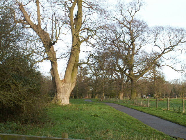 Thornham walk path with tree in autumn