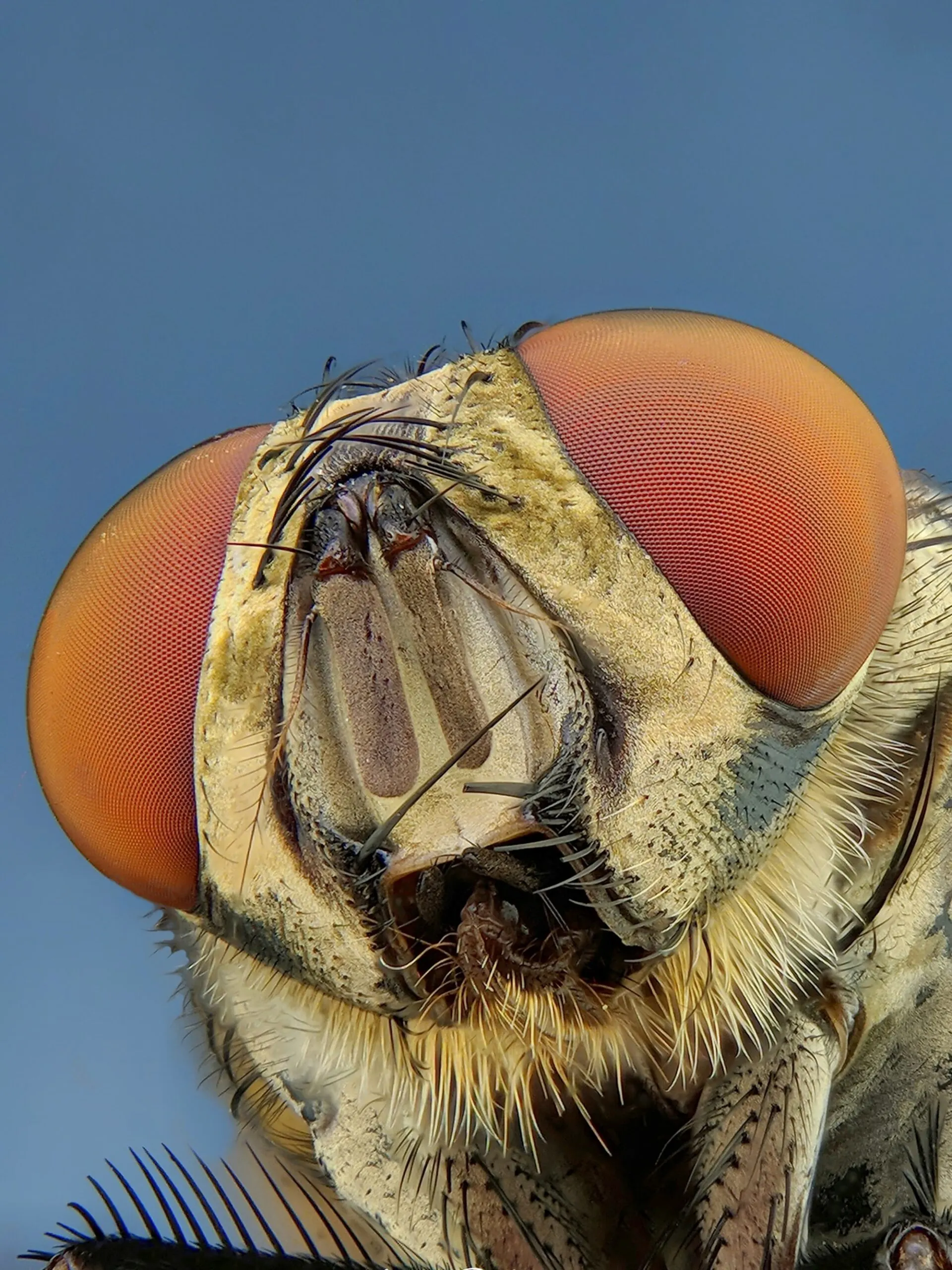Extreme Close up of Flys Head