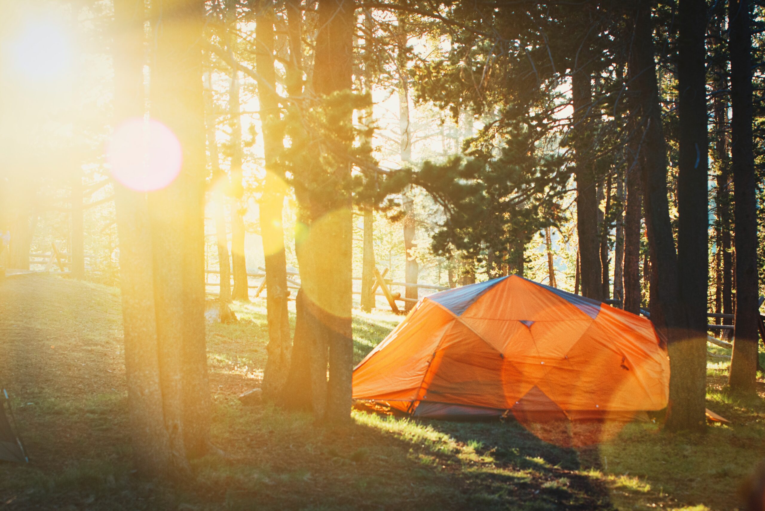 Orange tent in forest